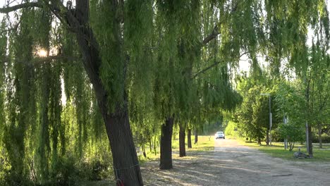 Italy-Car-Comes-Down-Road-By-Willow-Trees-In-Sun