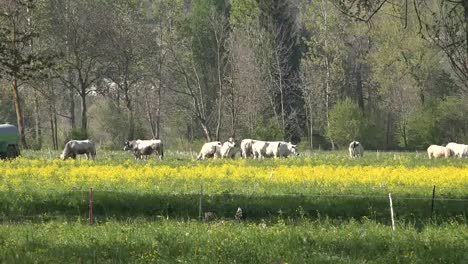 Italien-Rinder-Und-Gelbe-Blumen-Im-Alpental