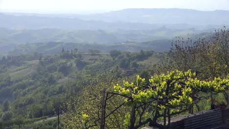 Italien-Weinreben-Und-Neblige-Aussicht