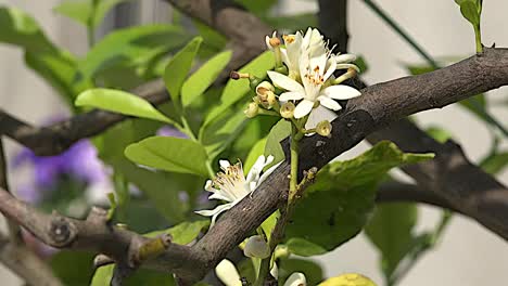 Lemon-Flower-And-Tree-Branch