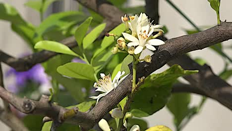 Flor-De-Limón-Y-Rama-De-árbol