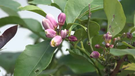 Lemon-Flower-Buds-In-Breeze