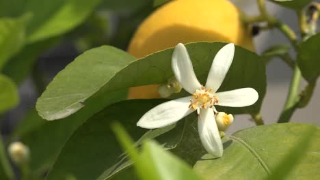 Lemon-Tree-Flower-Closeup