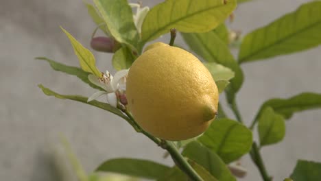 Lemon-With-Flower-Behind