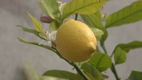 Limón-Con-Flor-Detrás