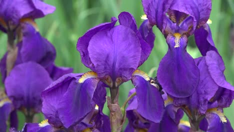 Purple-Iris-Close-Up