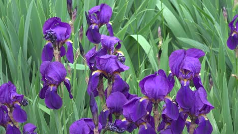 Purple-Iris-In-Cluster