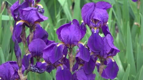 Purple-Iris-Zoom-In