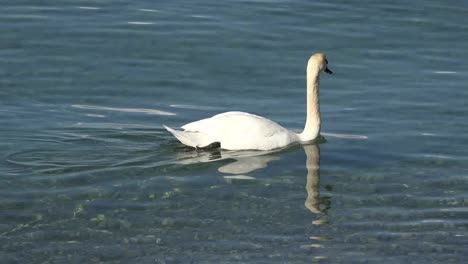 Swan-In-Water