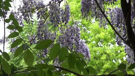 Glyzinienblüten-Herauszoomen