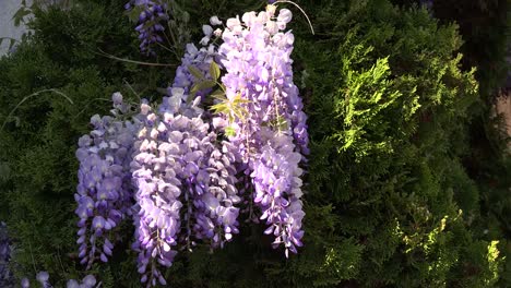 Wisteria-With-Large-Bee