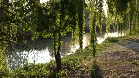 Italy-Sun-Shines-On-Willows-By-Stream-Pans-Left