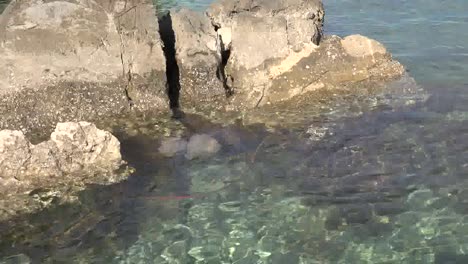 Jellyfish-Floating-By-Water-Zoom-Out