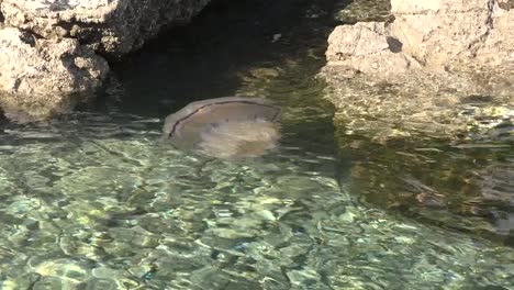 Quallen-Schwimmen-In-Richtung-Felsen