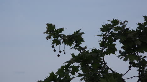 Silhouette-Von-Kugeln,-Die-Vom-Baum-Hängen-Hanging