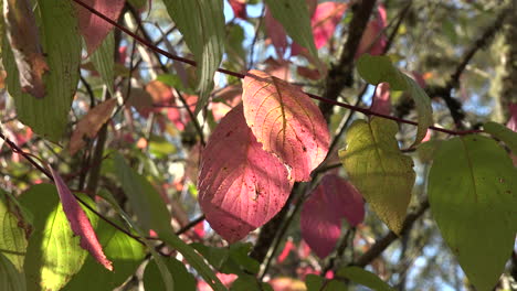 Herbstrote-Blätter-Mit-Licht-Durchscheinen
