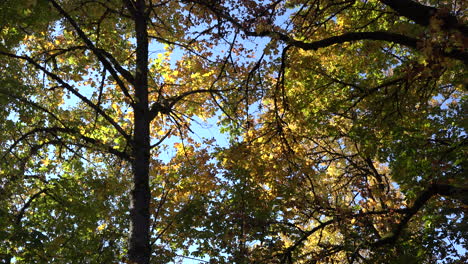 Herbstliche-Baumkronen-Mit-Gelben-Blättern