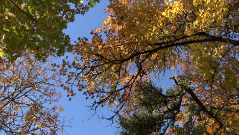 Herbstbaumkrone-Gegen-Himmel