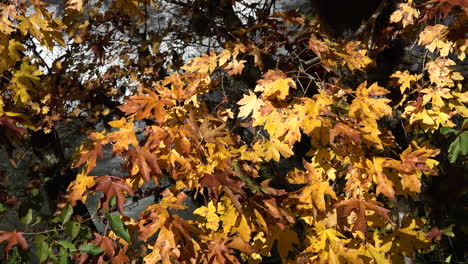 Otoño-Amarillo-Hoja-Grande-Hojas-De-Arce