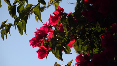 Beautiful-red-bougainvillea