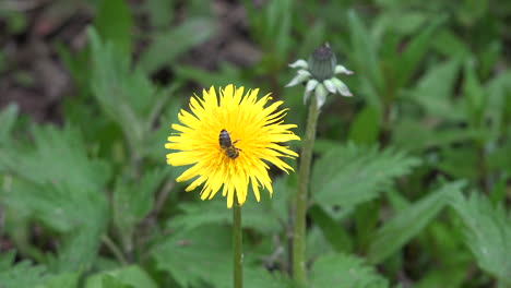 Bee-on-dandelion