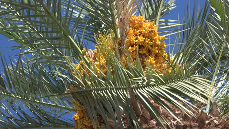 Hojas-De-Palmera-De-California-Y-Frutas-Acercar