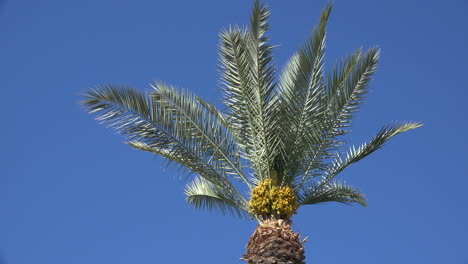 California-Palmera-Fruta-Y-Cielo-Azul