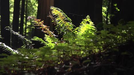 California-redwood-grove-sunlight-on-ferns