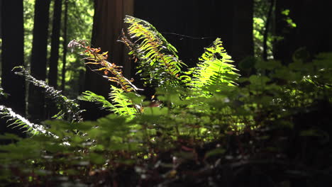 California-Redwood-Grove-Sonnenlicht-Auf-Farnen