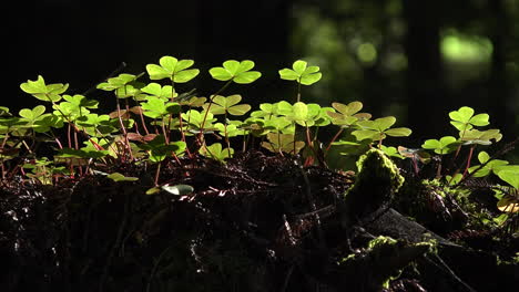 California-redwood-sorrel-on-log-in-sun