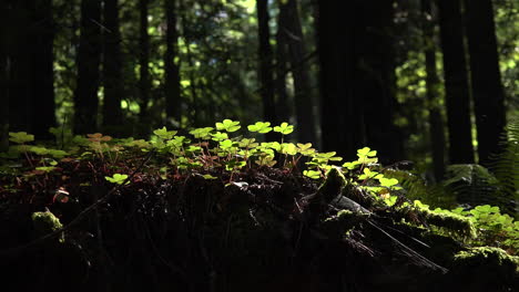 Acedera-De-Secoya-De-California-Se-Acerca-A-Forest-Grove