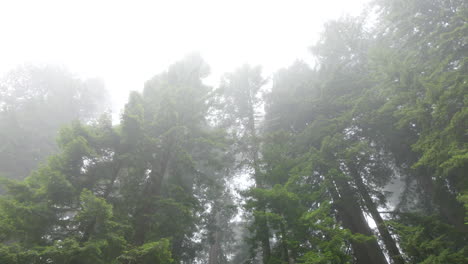 California-Redwood-Spitzen-Im-Nebel