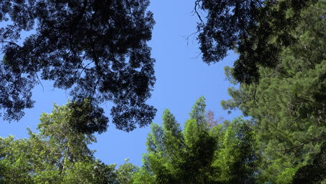 Kalifornische-Redwood-Baumkronen-und-Blauer-Himmel-Zoomt-Heraus