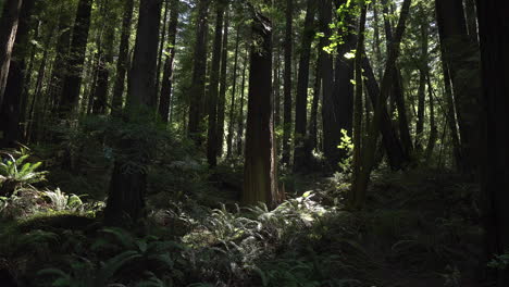 California-redwoods-and-ferns