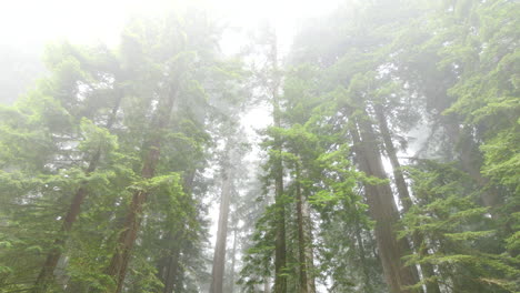 Kalifornische-Mammutbäume-Im-Nebel