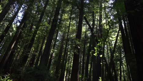 California-redwoods-tilt-up