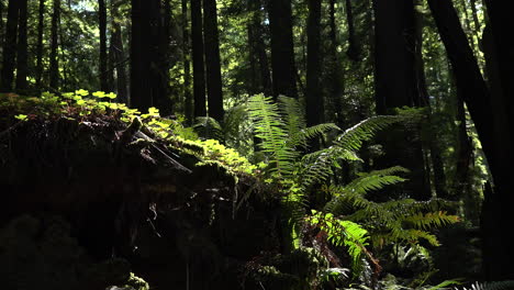 California-Redwoods-Sonne-Auf-Farnen-Zoomt-Herein