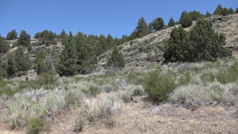 California-rocks-and-trees-on-dry-hillside