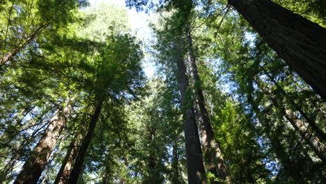 Kalifornische-Redwood-Baumkronen-In-Der-Sonne