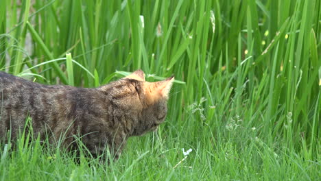 Cat-stalking-in-grass