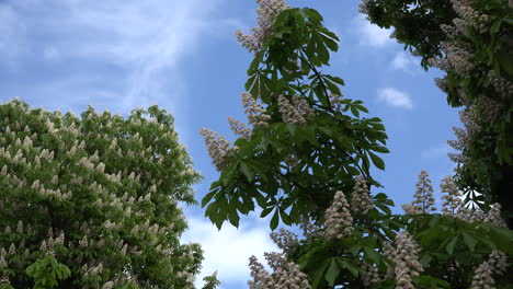 Chestnut-flowers-on-branch-zoom-out