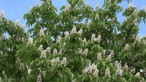 Chestnut-tree-in-flower-zoom-in