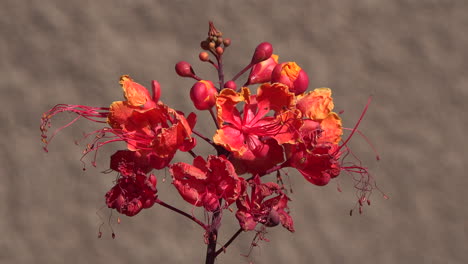 Wüstenrote-Blume