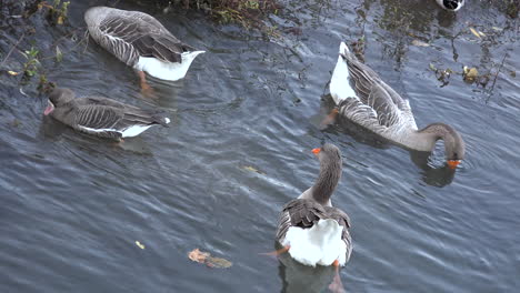 Gänse-Fressen-Im-Flusswasser-River