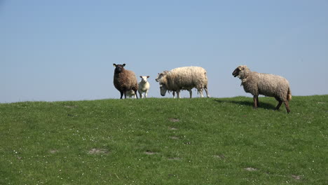 Deutschland-Schafgruppe-Auf-Deich