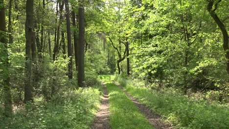 Germany-lane-in-woods-zoom-out