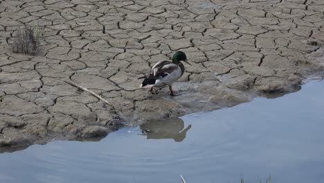 Germany-male-duck-on-mud-flat-slow-motion