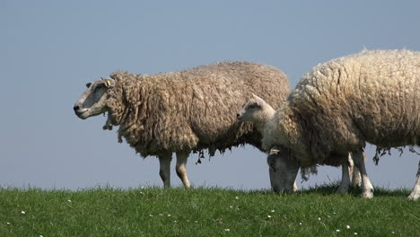 Deutschland-Schafe-Und-Lamm-Auf-Deich