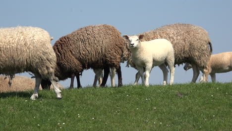 Germany-sheep-on-top-of-levee