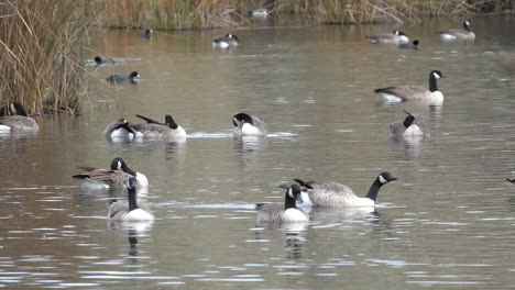 Idaho-Gänse-Auf-Einem-Teich